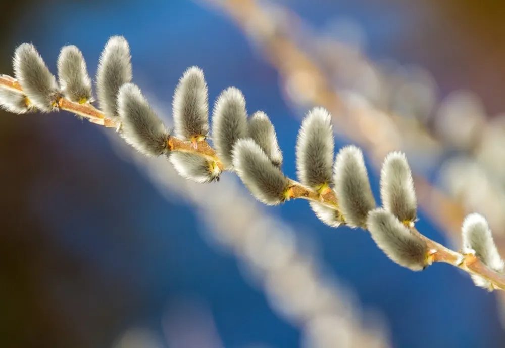 Vremea 8 februarie. Temperaturi record pentru această lună