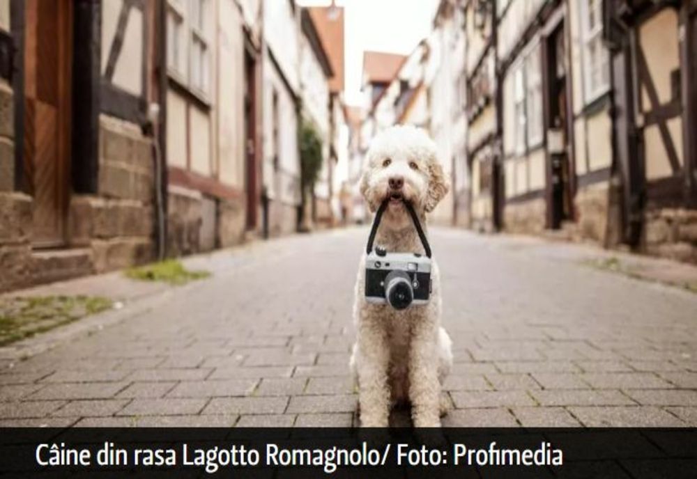 Top 4 rase de câini care nu lasă păr! Sunt perfecte pentru cei cu alergii - Imagini incredibile: zici că sunt jucării!