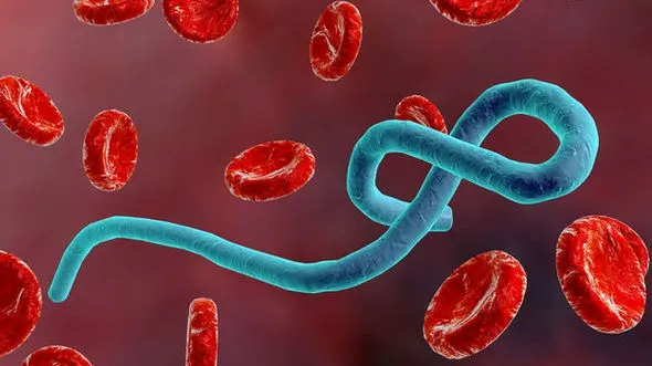 Focarul de Ebola din Congo, provocat de virusul Bundibugyo