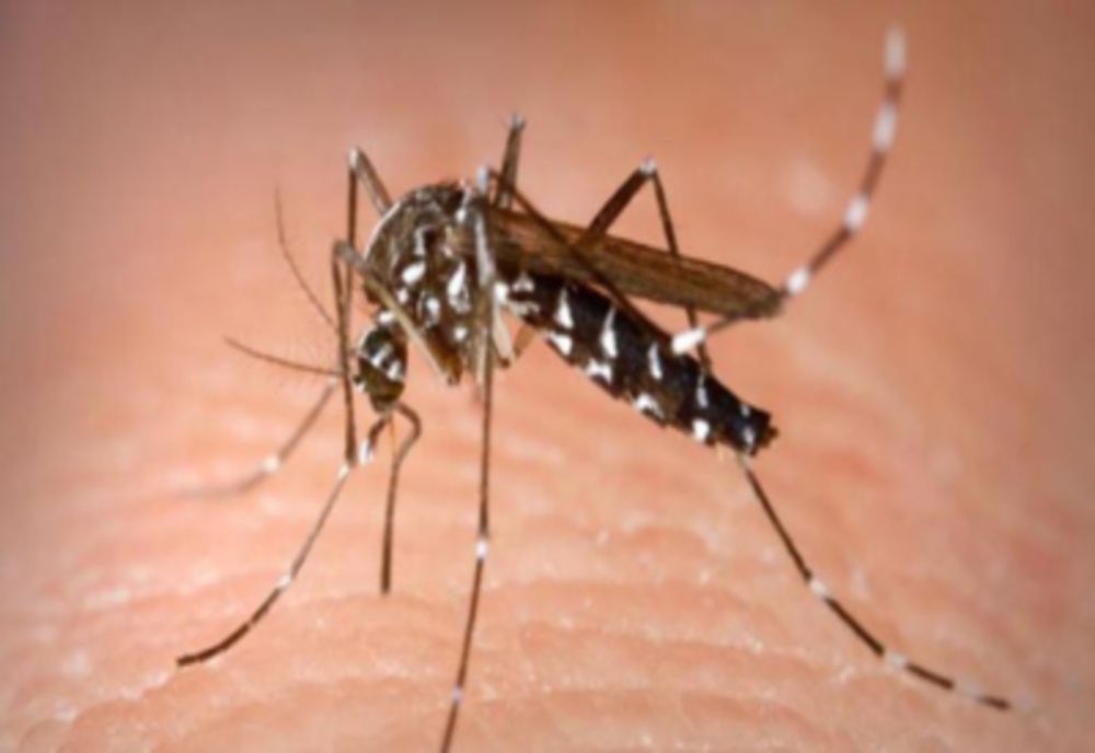 Alertă West Nile, virusul purtat de țânțari. 3 români au murit în ultima săptămână. Care sunt simptomele?