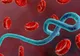 Epidemie de Ebola în Congo: 1.003 cazuri confirmate, 254 de decese și mii de persoane căutate de autorități